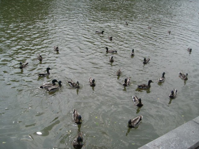 Quack!