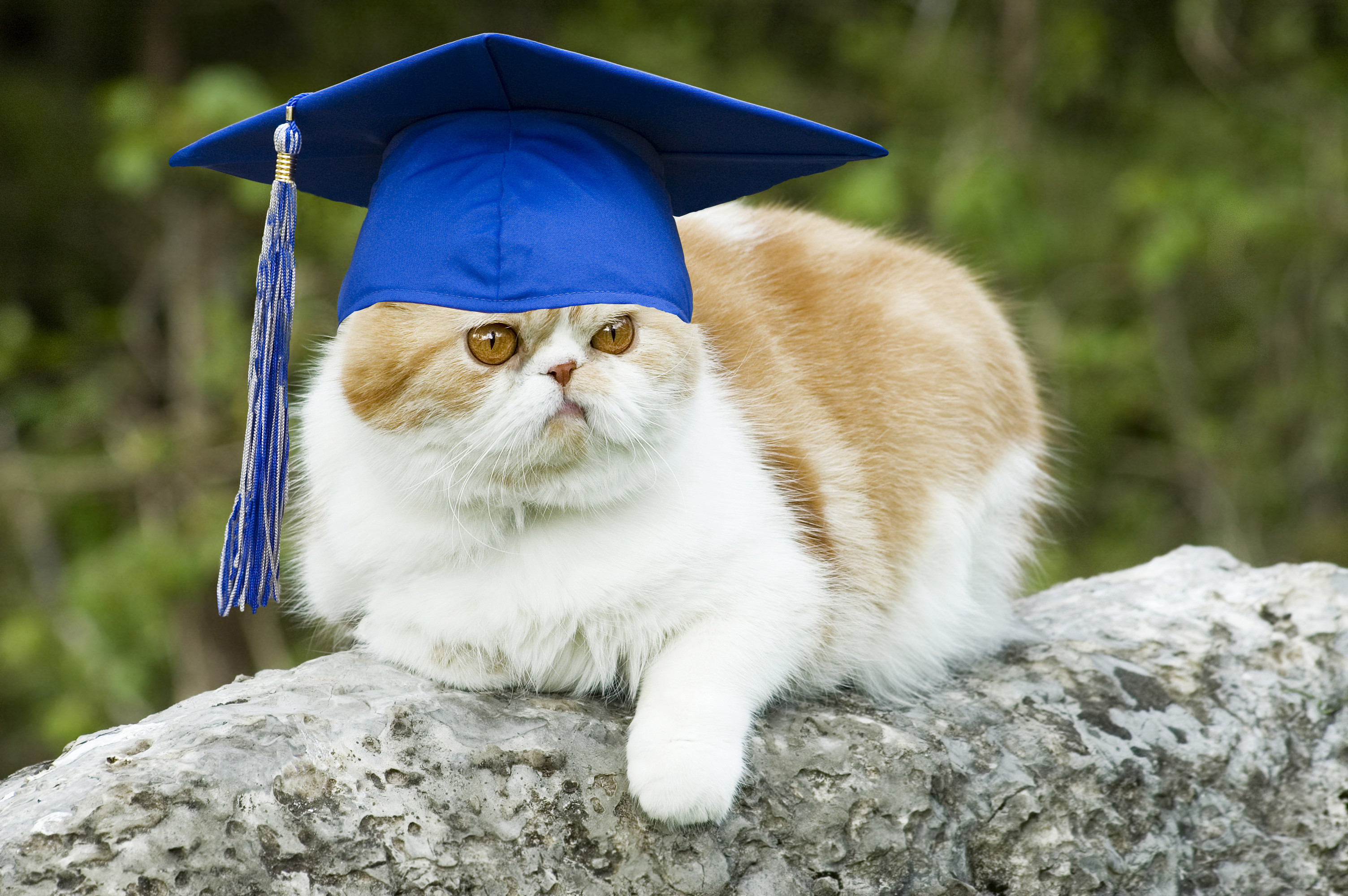 FRIDAY OPEN THREAD: The Bachelors’ Edition
