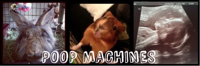 poopmachines