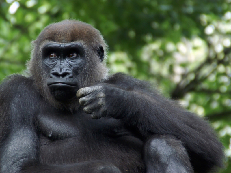 Gorillas In The Mist: Rwandan Gorillas Discovered Lesbianing With Each Other