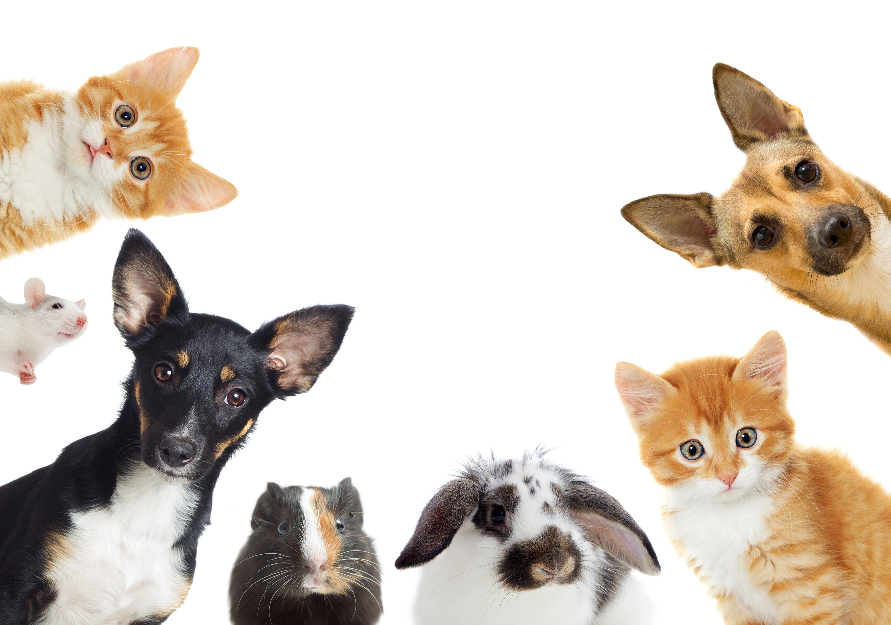 FRIDAY OPEN THREAD: Thank Goodness for Pets