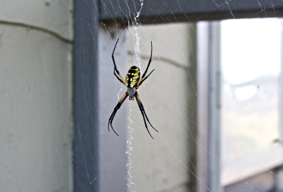 FRIDAY OPEN THREAD: This Spider Almost Destroyed Me