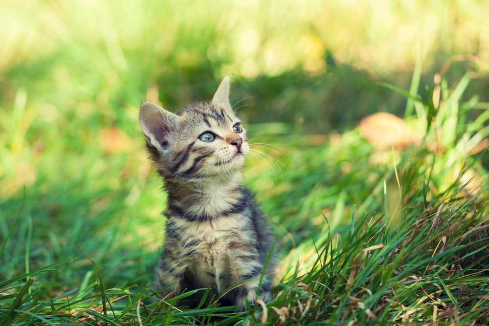 Save a Feral Cat’s Life With a $15 DIY Winter Shelter