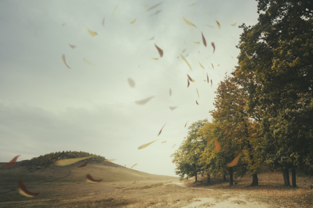 wind