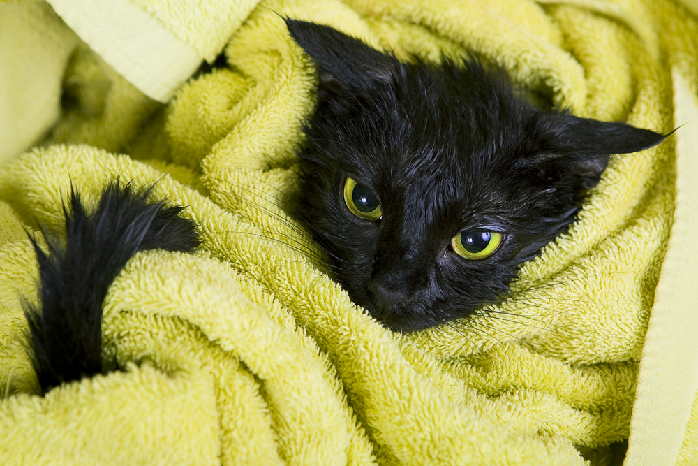 FRIDAY OPEN THREAD: Magical Thinking