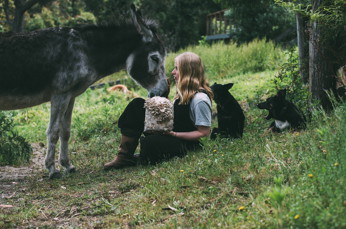 Follow Your Arrow: Mushroom Grower Marita Smith on Patience, Permaculture and Petri Dishes