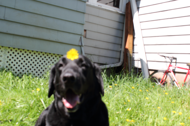 Dogs I’ve Known and Loved
