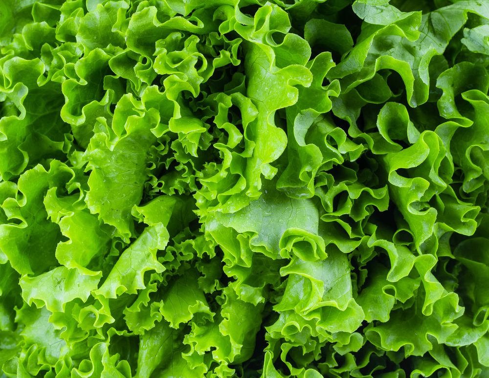 FRIDAY OPEN THREAD: Get Outta My Lettuce Business, Mansplainer
