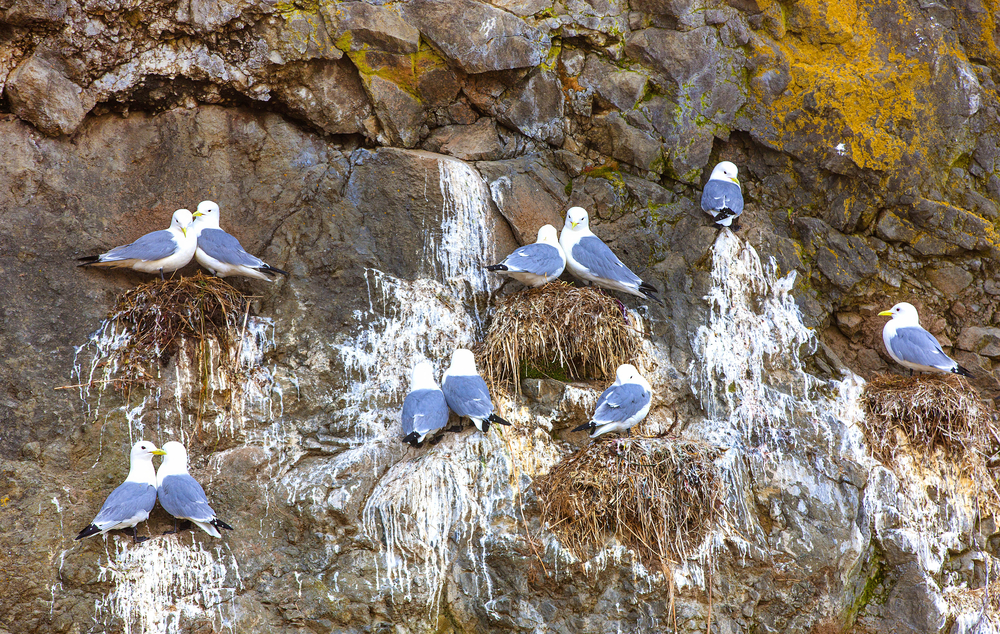 Sunday Funday Is Feeding the Lesbian Seagulls At The All-Girl Baseball Game