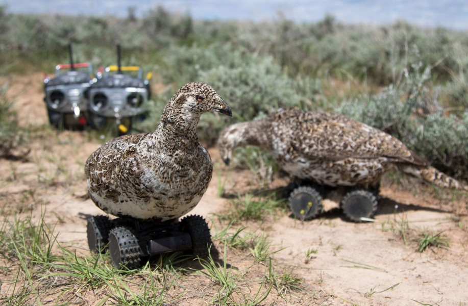 Notes From A Queer Engineer: Robot Birds and More News About Disaster Capitalism