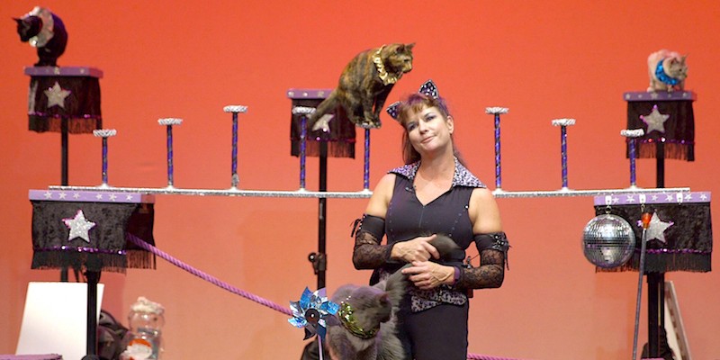 “Samantha’s Amazing Acrocats” Is About the Price of Following Your Dreams and Also Circus Cats