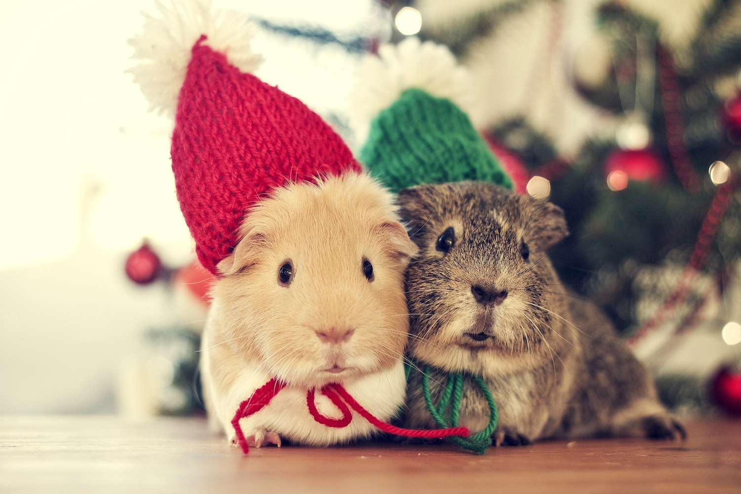 OPEN THREAD: Another Year, Another Christmakwanzakah