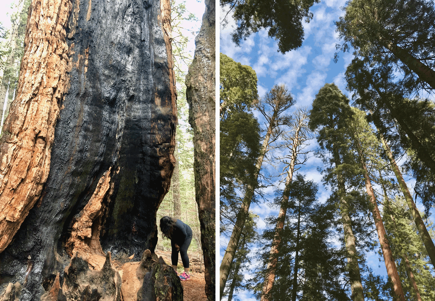 Weekender: Jamestown, CA and Big Trees State Park