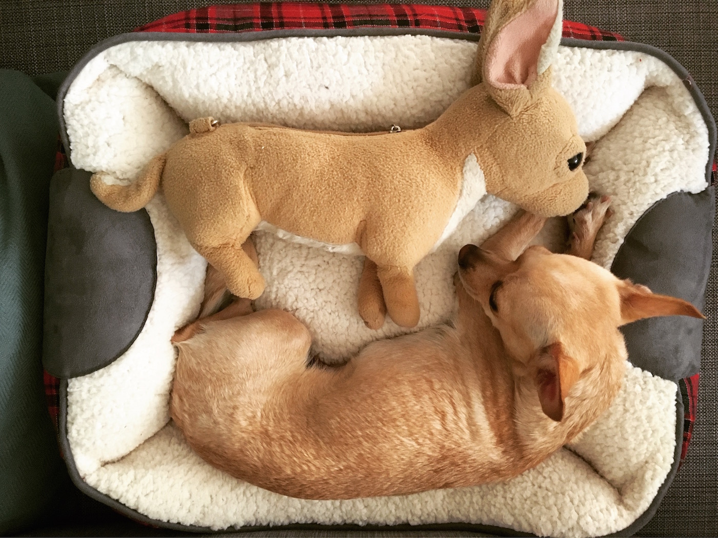 BREAKING: Lesbian Cult Classic Stuffed Dog Tinkerbell Comes To Life