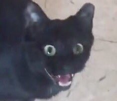 Heather's cat, looking excited about chicken