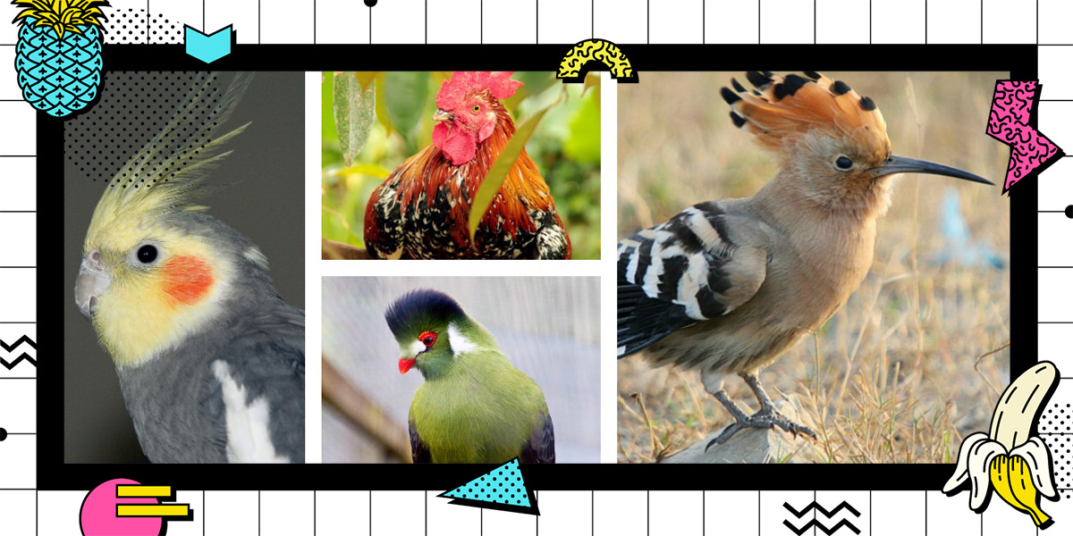 Lesbians in the Wild: Do These Birds Look Gay Trivia Quiz