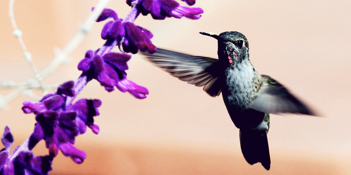 Migration Season