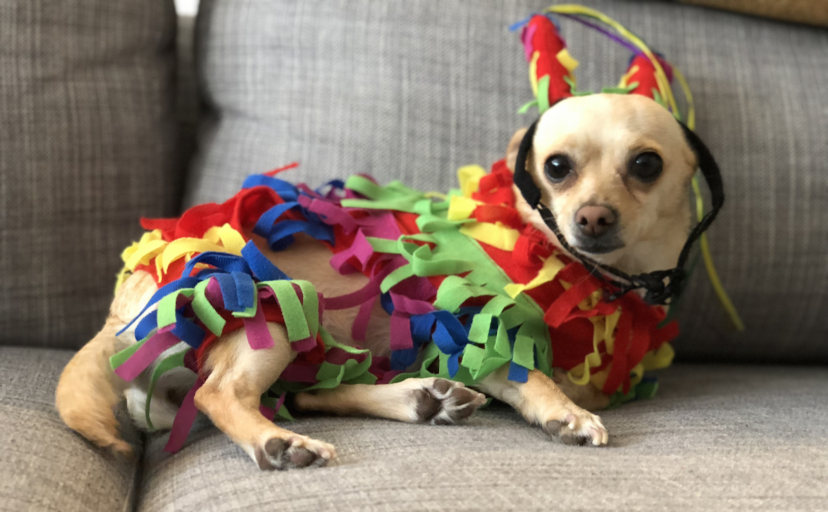 10 Halloween Couples Costume Ideas For You and My Dog