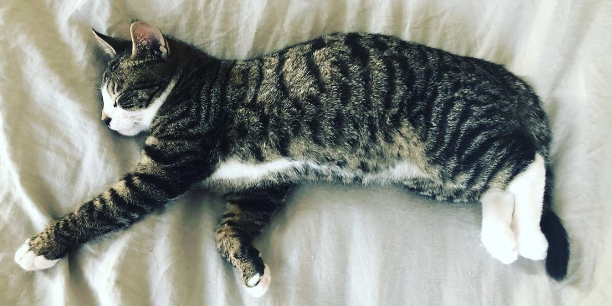 Getting in Bed With Kristin: Religion & Queerness, Slowly Transitioning, and a New Kitten!