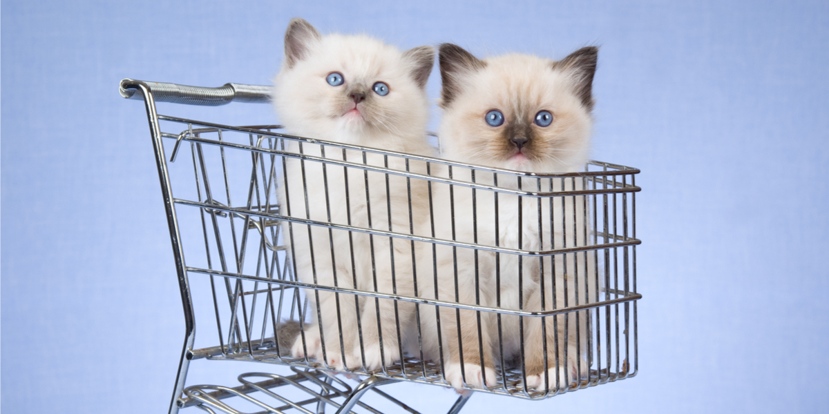 FRIDAY OPEN THREAD: A Modest Proposal That Pet Stores Are The New Queer Meet-Up Spots In 2019, Do You Agree?