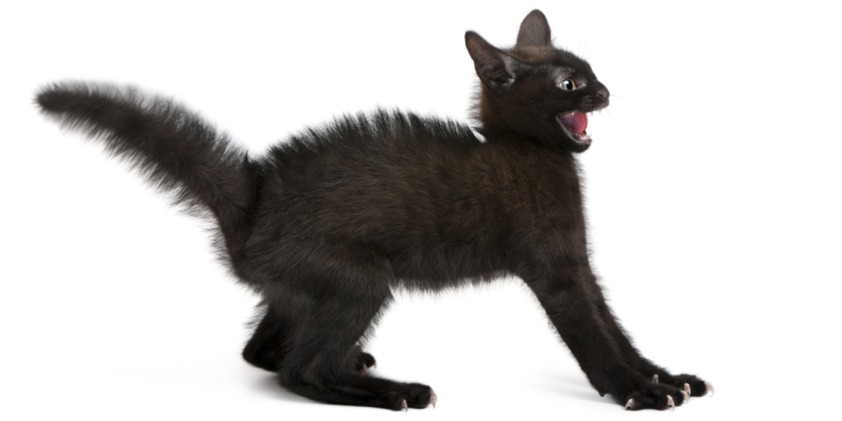 How My Cat’s Anxiety Helped Me Be Gentler With Myself About My Own