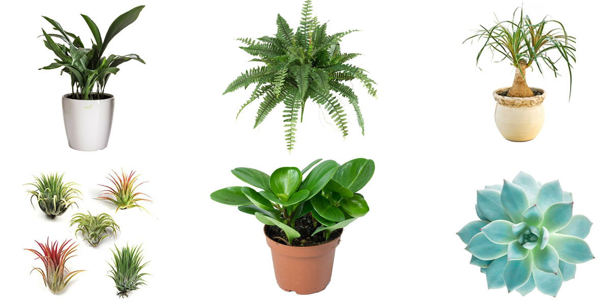 13 Easy Houseplants for Seasonally Depressed Gays and Their Cats