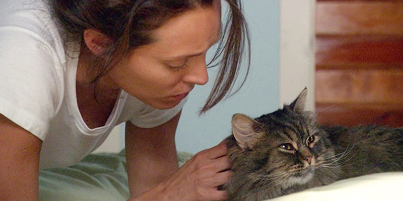 Fictional Cats, Ranked