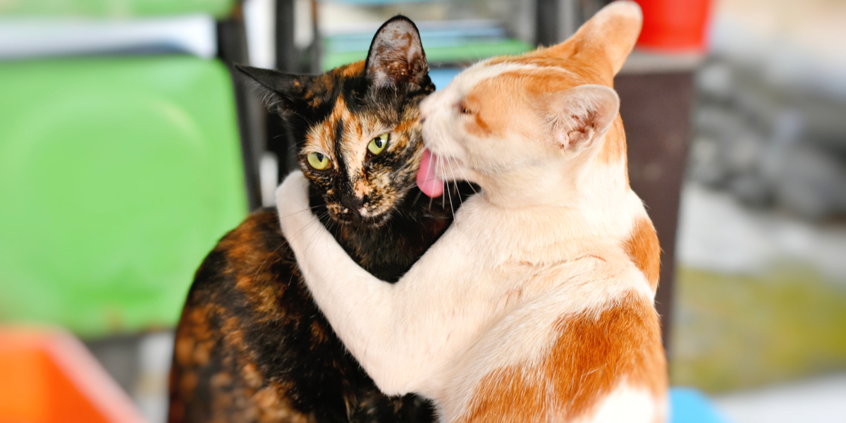 FRIDAY OPEN THREAD: What’s Your Attachment Style, Cutie Patootie?