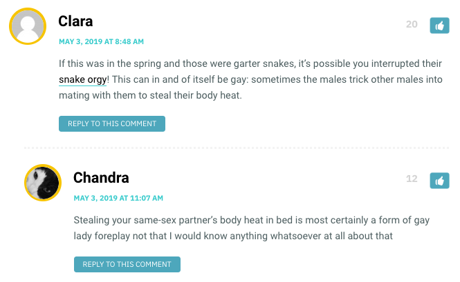 Clara: If this was in the spring and those were garter snakes, it’s possible you interrupted their snake orgy! This can in and of itself be gay: sometimes the males trick other males into mating with them to steal their body heat. / Chandra: Stealing your same-sex partner’s body heat in bed is most certainly a form of gay lady foreplay not that I would know anything whatsoever at all about that