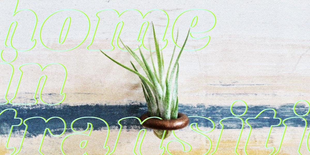 How to Care for an Air Plant