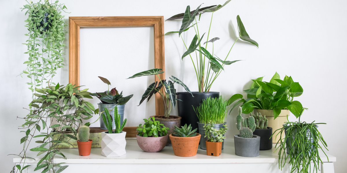 A Beginner’s Guide to Establishing a Queer Houseplant Utopia