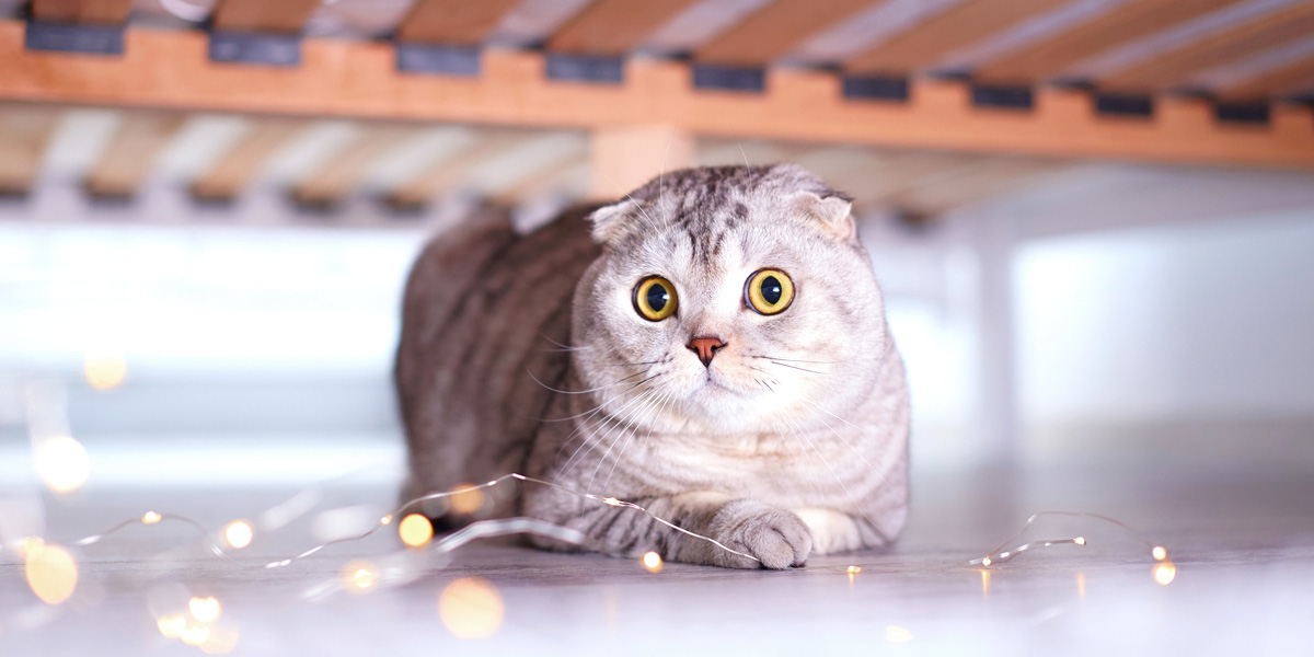 There’s No Right (or Wrong) Way to Go Home for the Holidays