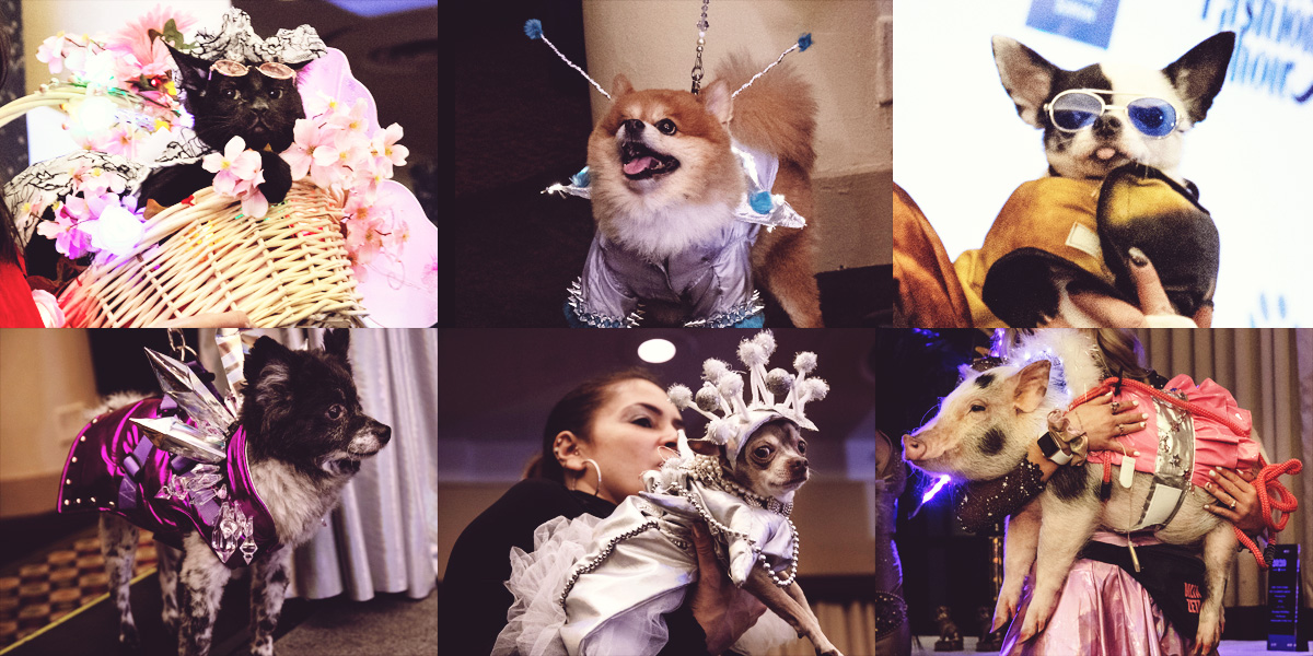 The Real Stars of New York Fashion Week Were These Dogs and Cats and Pigs
