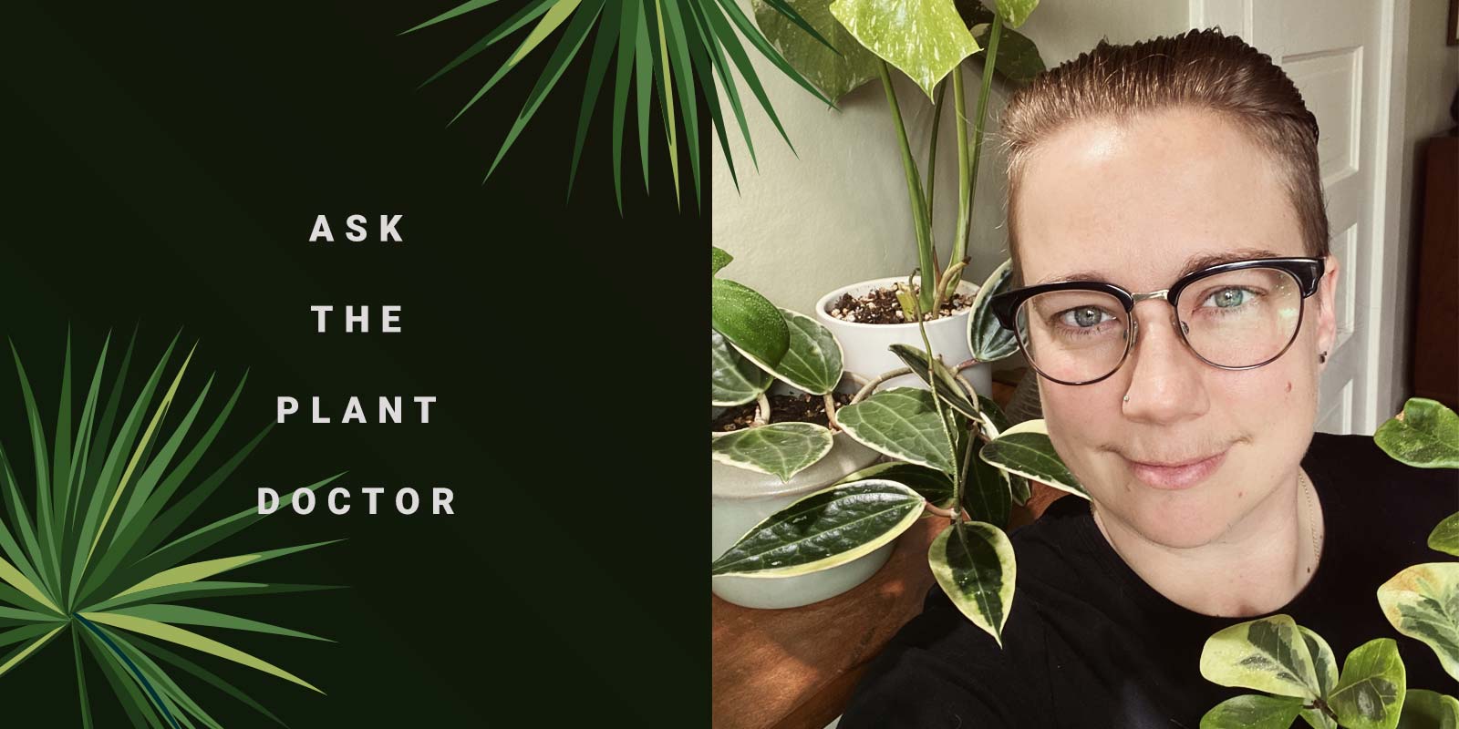 Ask The Plant Doctor: You Have Questions About Your Houseplants, Cee Has Answers