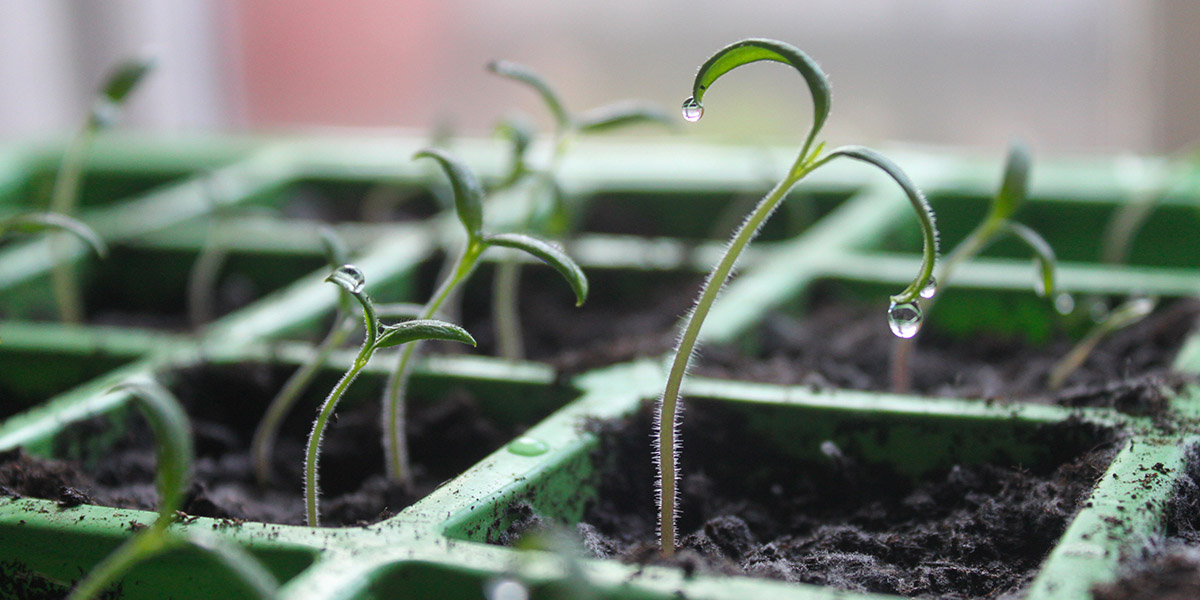 The Queer Gardener’s Almanac: Winter