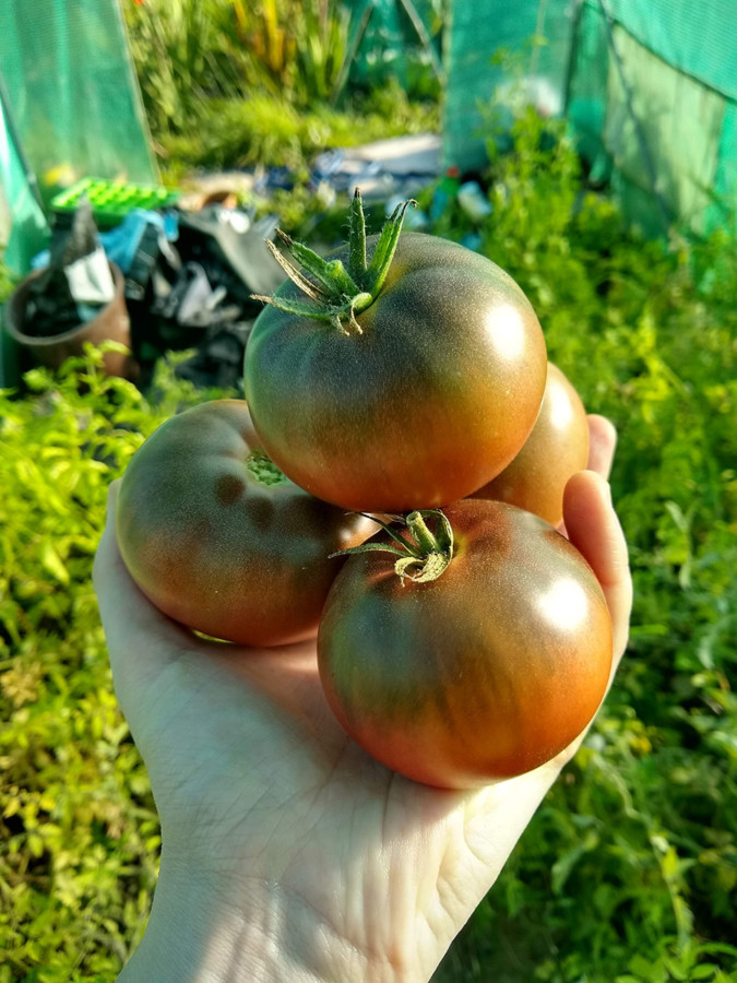 four juicy organic heirloom tomatoes in the hand of a feeble lesbian
