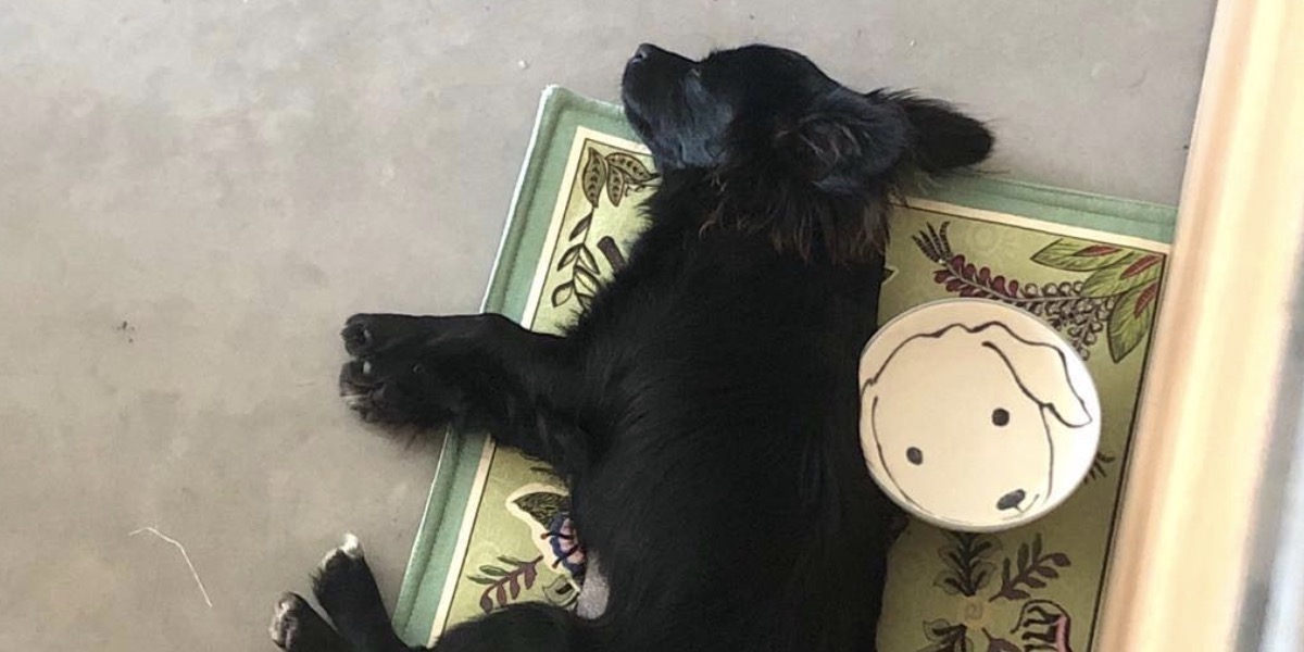 No Filter: Sarah Paulson and Holland Taylor Got a Dog, Everyone Gets a Dog, You Get a Dog!