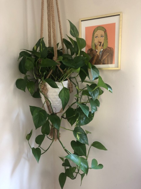 riese's plant, margot