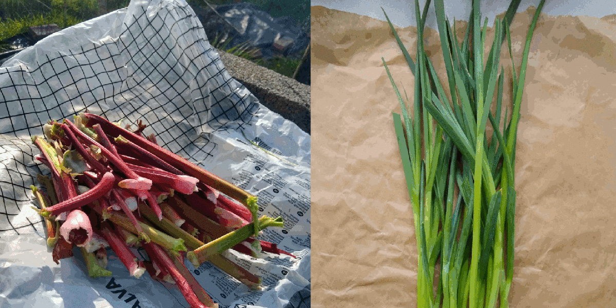 The Queer Gardener’s Almanac: What You Need to Do as Spring Turns Into Summer