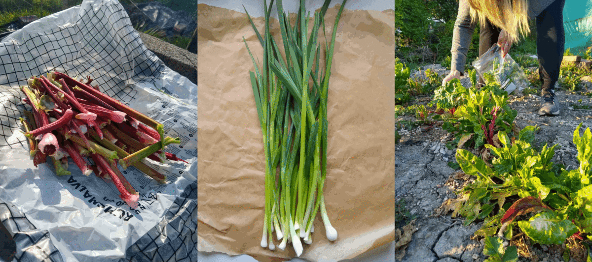 A photo of freshly picked rhubarb, spring onions and a lesbian picking chard