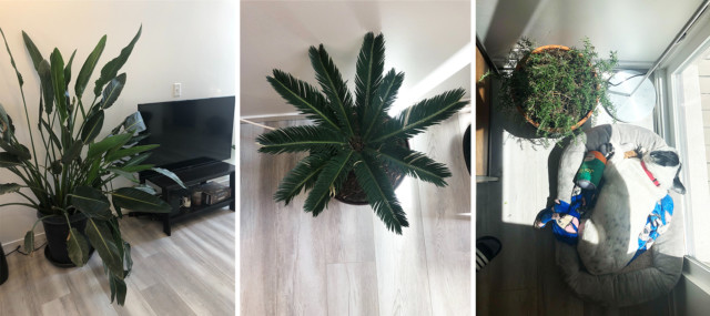 three of kayla's plants