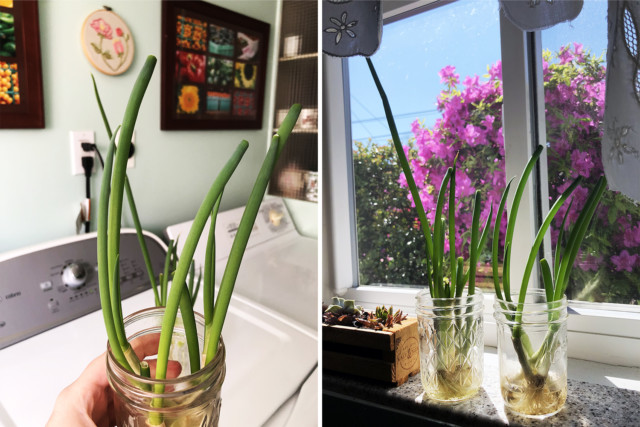 vanessa's scallions