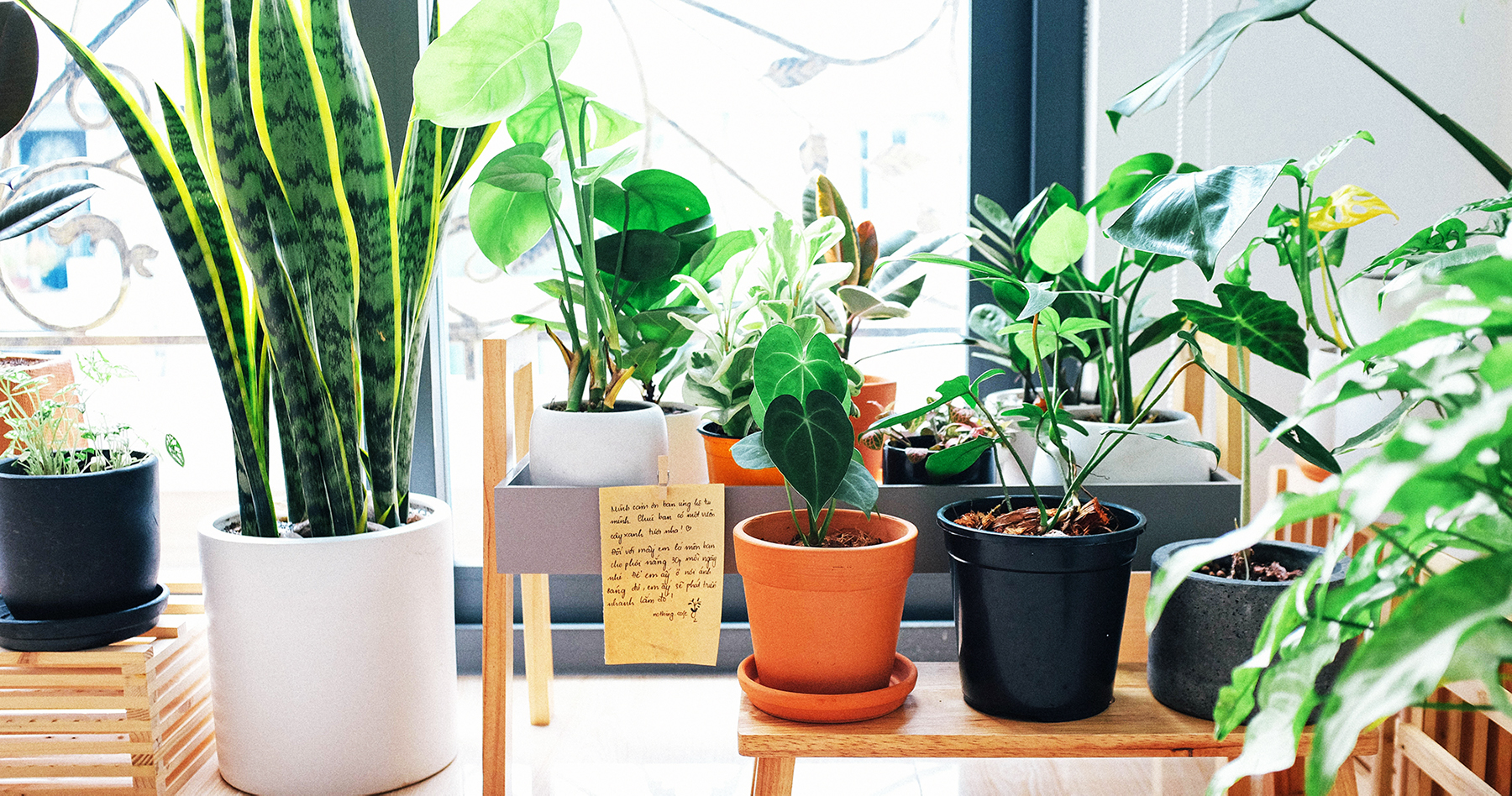 houseplants