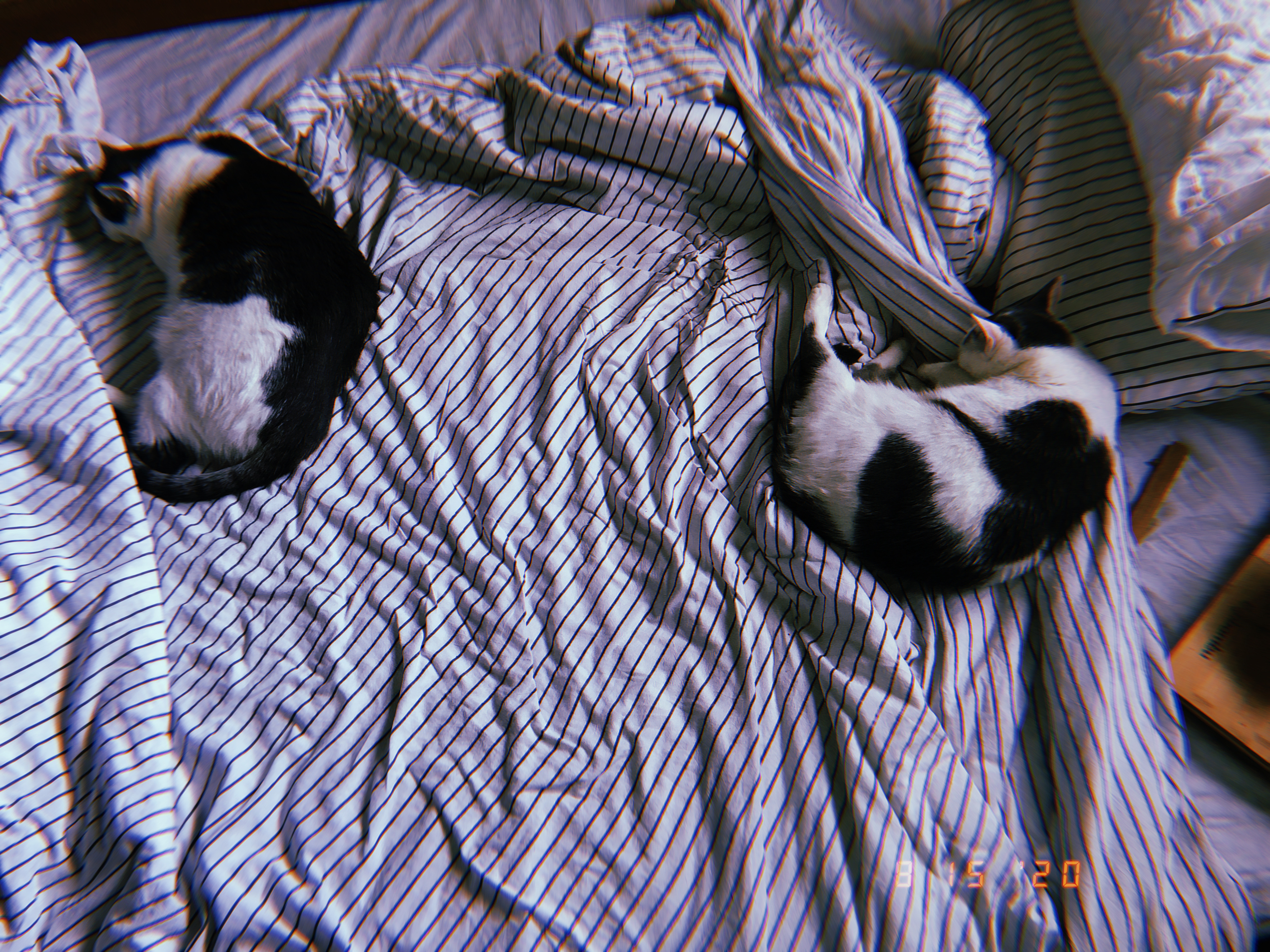 Two cats, Alexei and Anya, curl up into little balls next to each other on a bed. The bed has black and white stripped sheets and the image has a filter on it make it look like a Polaroid from the 1990s.