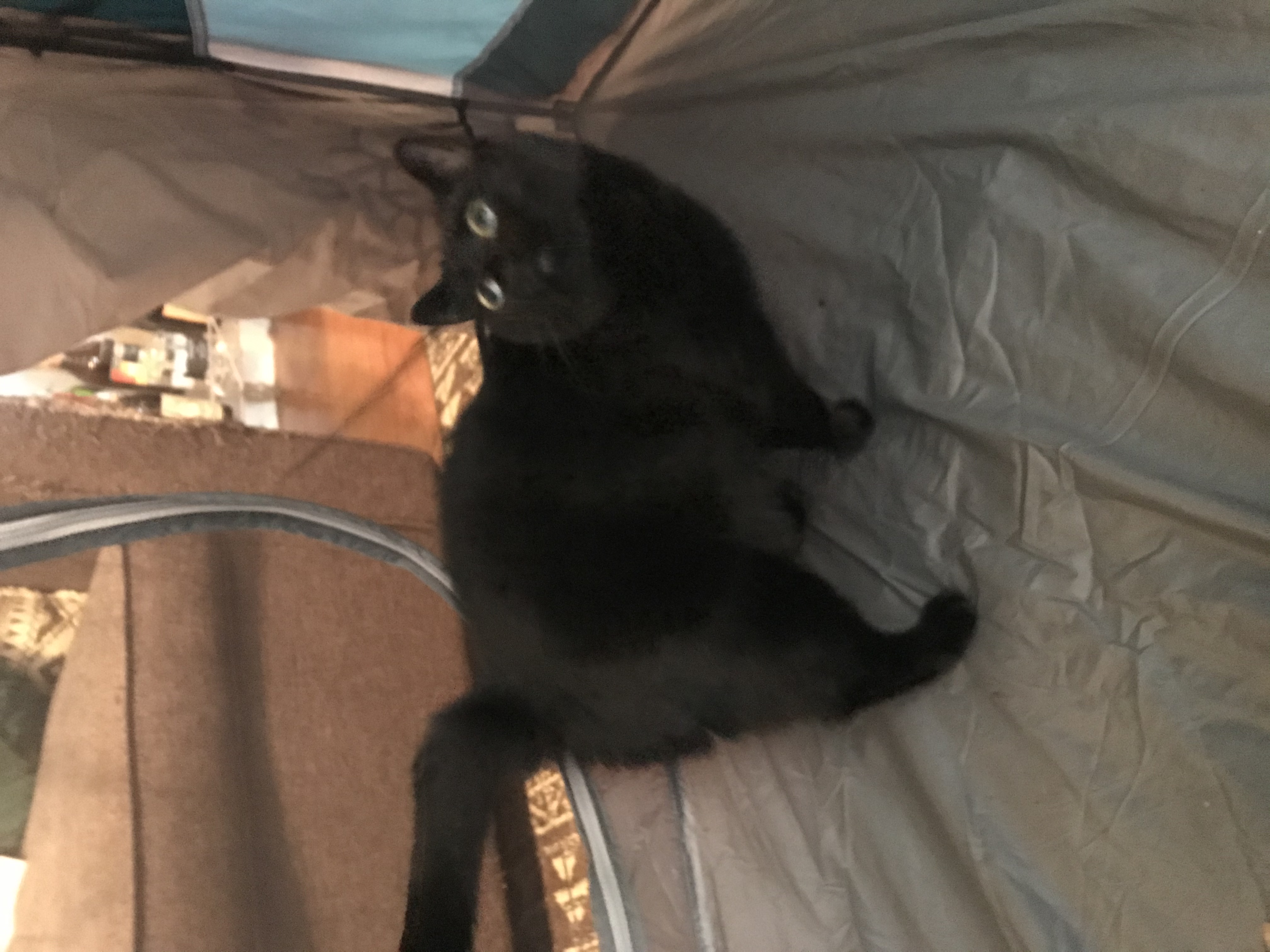 A panicked-looking black cat inside a camping tent, looking up wide-eyed and a bit blurred by motion.