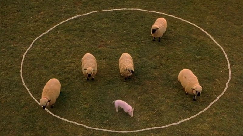 Babe stands in a circle with some sheep