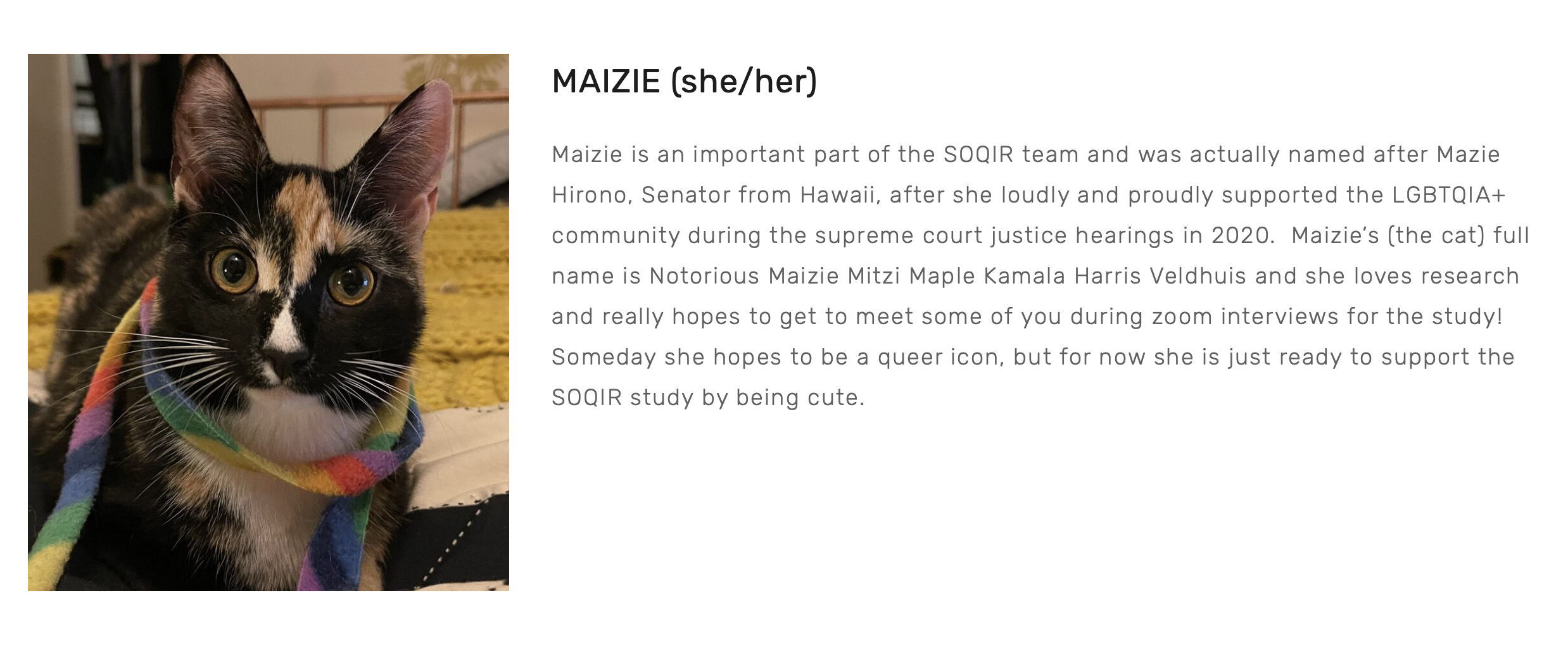 Maize the cat is in a rainbow scarf with black and white fur. Next to her is the following bio: "Maizie is an important part of the SOQIR team and was actually named after Mazie Hirono, Senator from Hawaii, after she loudly and proudly supported the LGBTQIA+ community during the supreme court justice hearings in 2020. Maizie’s (the cat) full name is Notorious Maizie Mitzi Maple Kamala Harris Veldhuis and she loves research and really hopes to get to meet some of you during zoom interviews for the study! Someday she hopes to be a queer icon, but for now she is just ready to support the SOQIR study by being cute."
