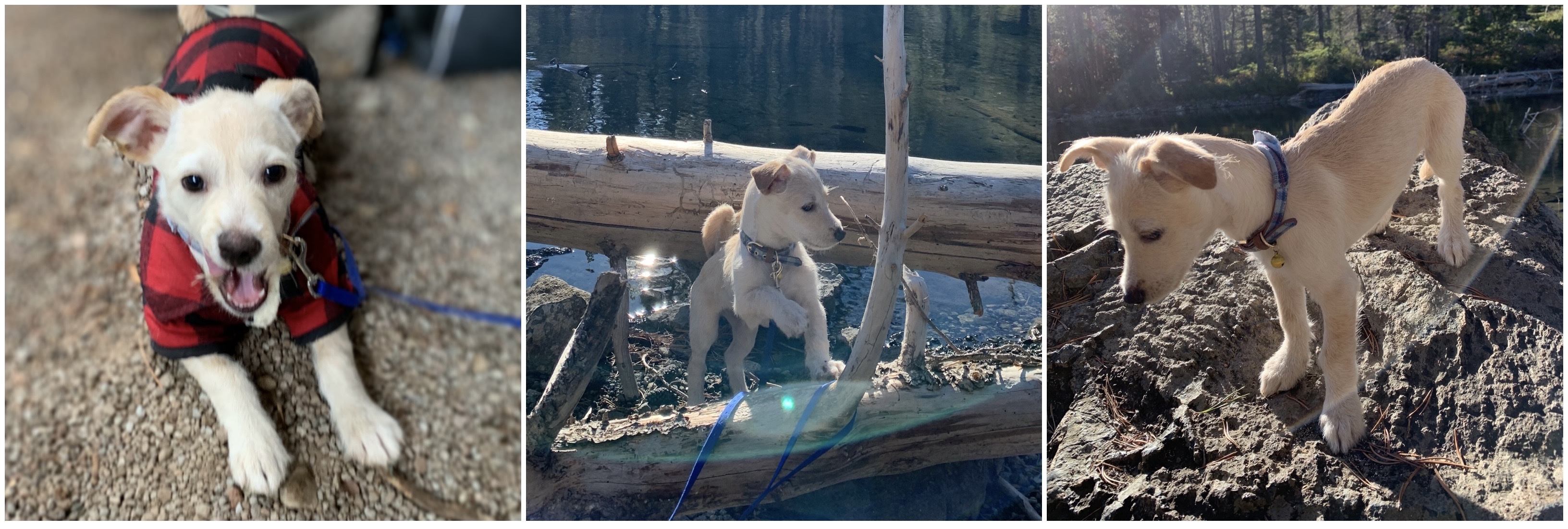 A collage of a small white puppy camping!