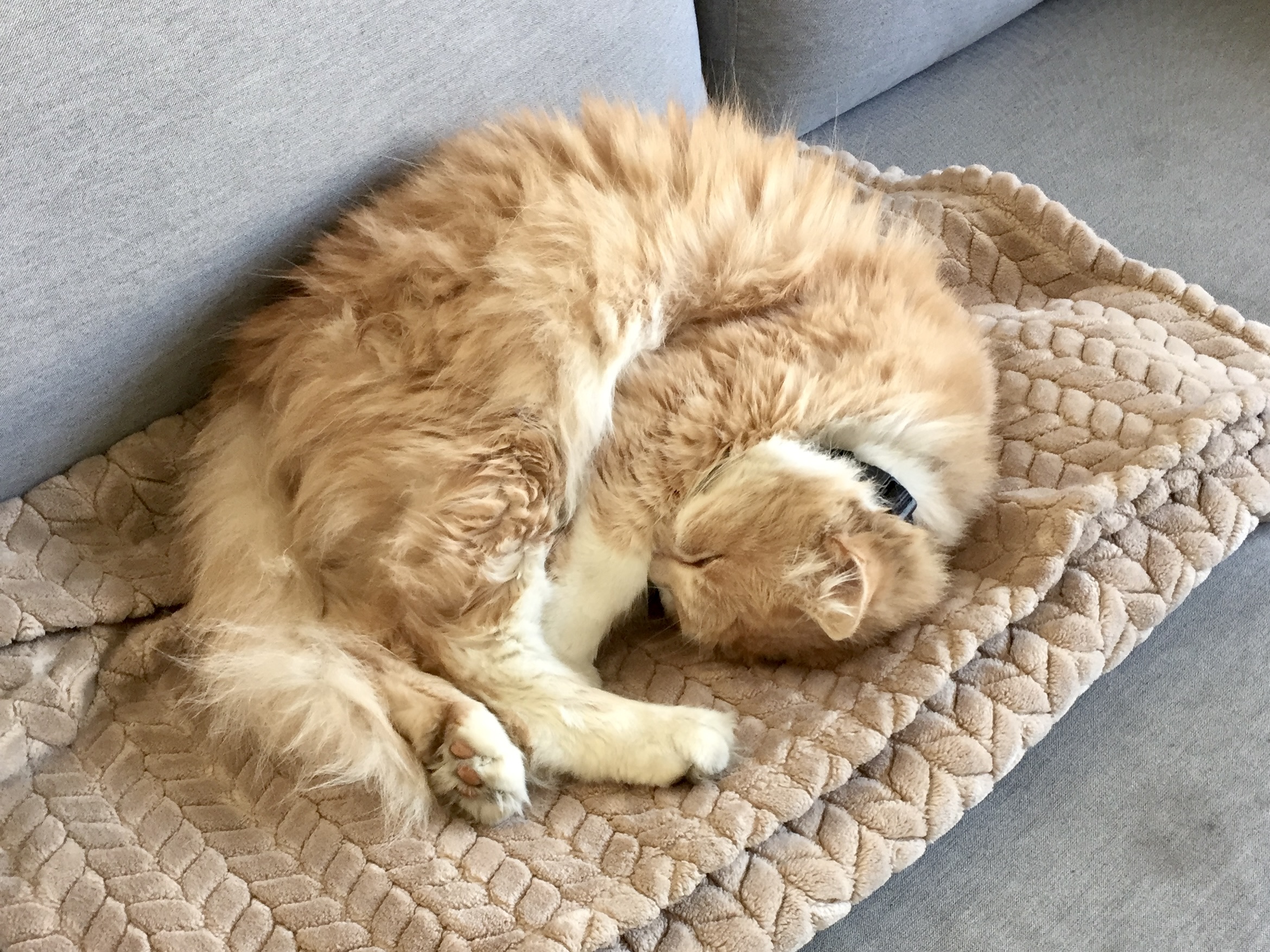 Malcolm, an orange Siberian mix, laying with his head tucked all the way down under his very fluffy fur and tail, doing his best to be completely round. The roundness is astonishing! He is just the roundest boy.
