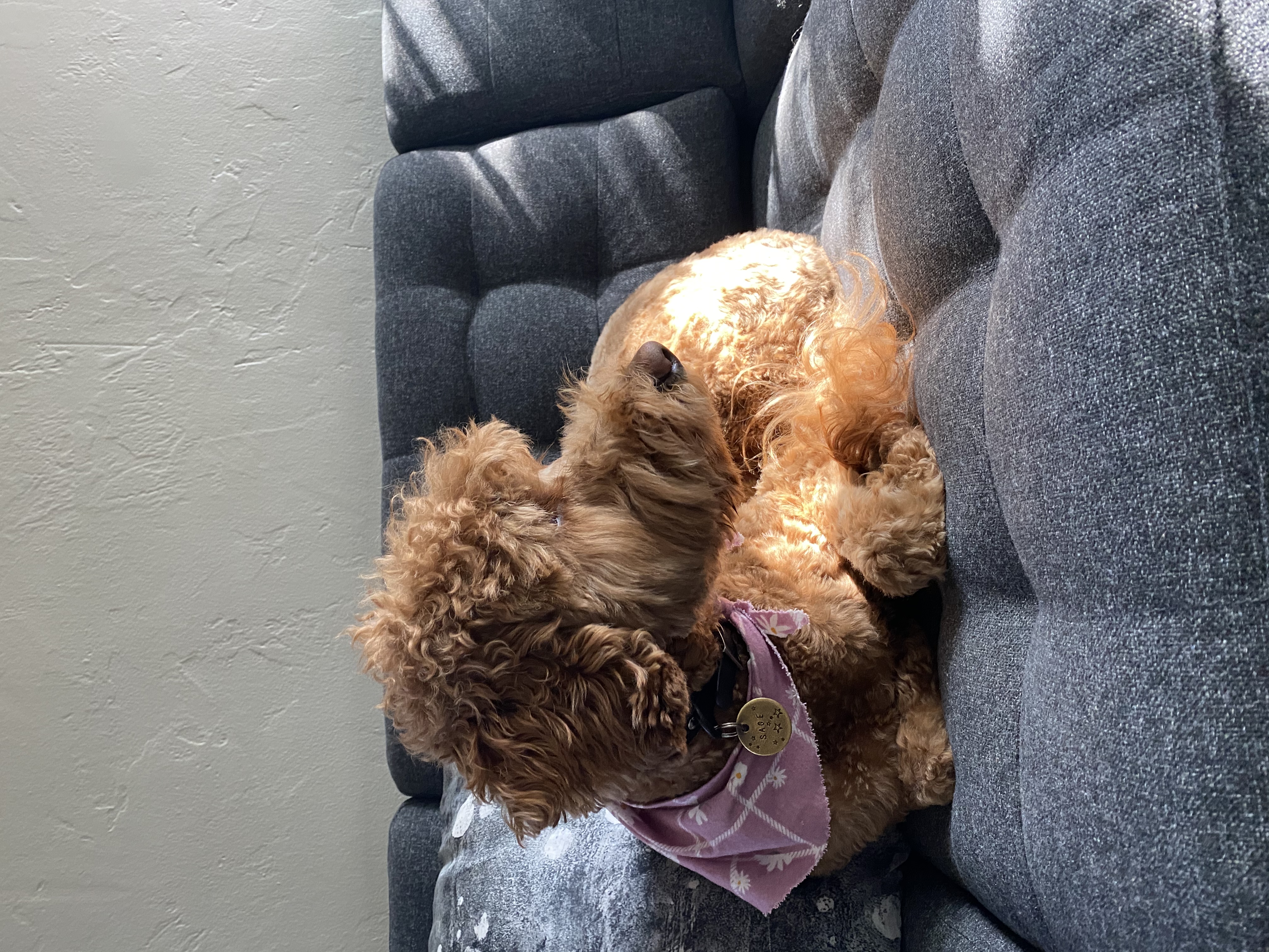 Sage, a small red dog, curls up on the couch.